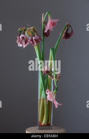 Amaryllis fleurs fanées en vase en verre Banque D'Images