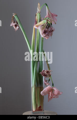 Amaryllis fleurs fanées en vase en verre Banque D'Images