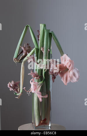 Amaryllis fleurs fanées en vase en verre Banque D'Images