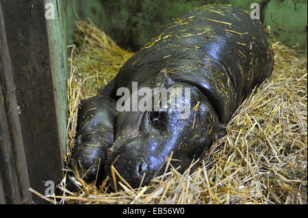 Zoo de Plzen, République tchèque. 26 novembre, 2014. L'hippopotame pygmée (Hexaprotodon liberiensis) calf est vu avec sa mère dans le Zoo de Plzen, République tchèque, le 26 novembre 2014. (Photo/CTK Pavel Nemecek/Alamy Live News) Banque D'Images