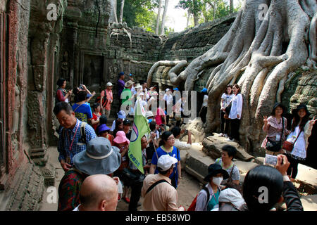 Phnom Penh, Cambodge. 26 Nov, 2014. Les touristes visiter Ta Prohm temple dans le complexe d'Angkor dans la province de Siem Reap, au Cambodge, le 26 novembre 2014. Le Temple d'Angkor Wat, l'un des sites du patrimoine mondial, a obtenu un revenu brut de 47,3 millions de dollars US provenant de la vente des billets dans les 10 premiers mois de 2014, l'Autorité APSARA, qui est en charge de la protection et de la gestion du site, a déclaré mercredi. © Sovannara/Xinhua/Alamy Live News Banque D'Images