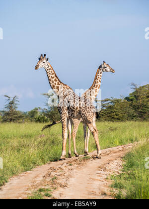 Deux girafes traversant une route sur la savane en safari dans le Parc National du Serengeti en Tanzanie, Afrique. Orientation verticale. Banque D'Images