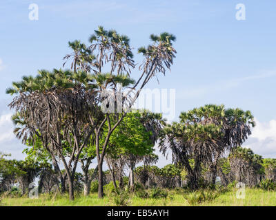 Arbres sur la savane dans le Parc National de Saadani en Tanzanie, Afrique. Banque D'Images