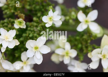 Belle floraison estivale blanche hydrangea 'snowflake' Jane Ann Butler Photography JABP1359 Banque D'Images