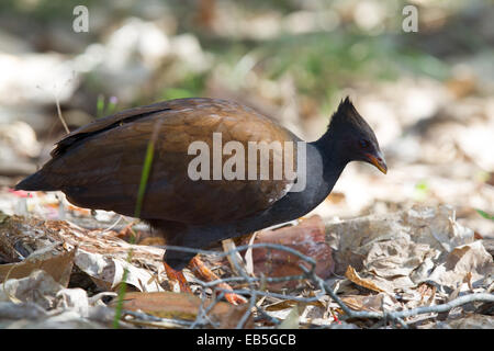 Les putois d'Scrubfowl Orange (Megapodius reinwardt) Banque D'Images