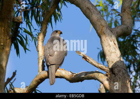 Gray Autour des palombes (Accipiter novaehollandiae) Banque D'Images