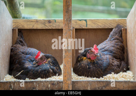 Deux poules en libre parcours assis sur des oeufs. Banque D'Images