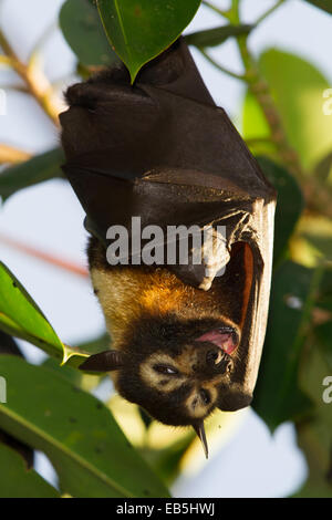 Ours à lunettes Flying-fox (Pteropus conspicillatus) Banque D'Images