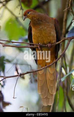 Brown Cuckoo-dove (Macropygia amboinensis) Banque D'Images