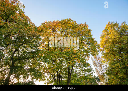 À la recherche jusqu'à arbres en automne couleur. Nottinghamshire, Angleterre, RU Banque D'Images