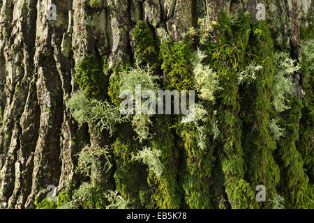 Lumière d'oeil montrant la texture et de la forme de mousses et de lichens sur le tronc des arbres matures d'un vieux chêne Banque D'Images