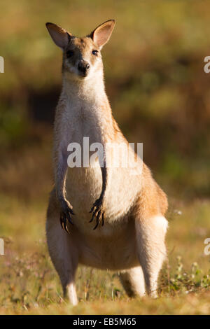 Wallaby Agile (Macropus agilis) dans une alerte poser Banque D'Images