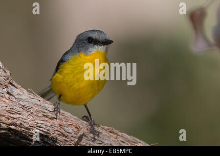 Miro à poitrine jaune (Eopsaltria australis) Banque D'Images