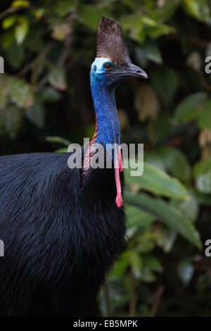 Sud femelle casoar (Casuarius casuarius) Banque D'Images