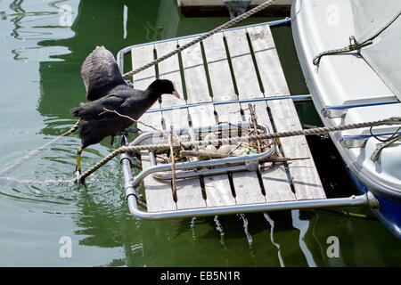 Canard femelle Foulque macroule (Fulica atra), grimpant sur un bateau de son nid plein d'oeufs Banque D'Images