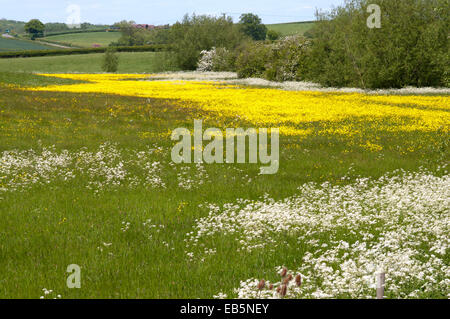 WILDFLOWER MEADOW Banque D'Images