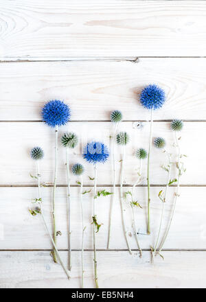 Nepeta sur table en bois blanc Banque D'Images