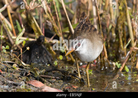 White-browed Crake (Porzana cinerea) Banque D'Images