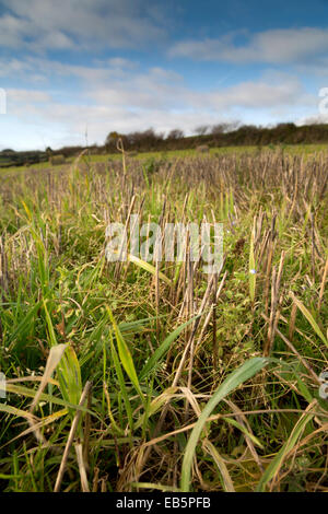 Champ de chaume ; Gauche pour banderoles de l'ICDR, Cornwall, UK Banque D'Images