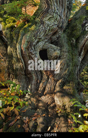 Yew Tree petit arbrisseau à partir de croître au-dessus de l'antique châtaignier noueux tronc d'arbre avec un trou menant à une chambre Banque D'Images