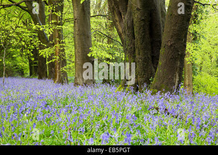 Dix acres de bois ; forêt de Dean ; Printemps ; UK Banque D'Images