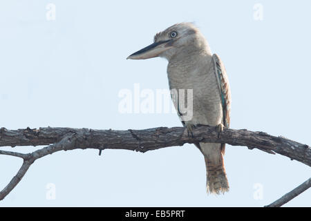 Kookaburra à ailes bleues (Dacelo hedychrum) perché sur une branche Banque D'Images