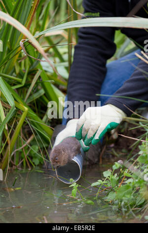 Le Campagnol de l'eau ; Arvicola terrestris ; libération ; bude, Cornwall, UK Banque D'Images