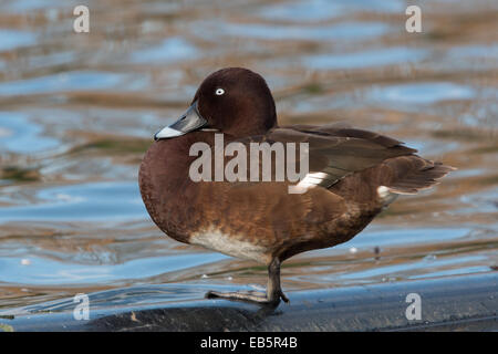 (Aythya australis) Hardhead Banque D'Images