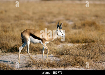 Le Springbok (Antidorcas marsupialis) - Etosha National Park - Namibie, Afrique Banque D'Images