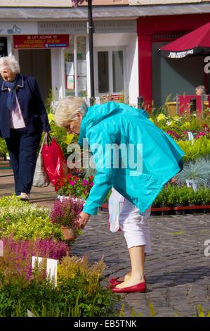 Vieille Femme à la recherche d'une usine. Carlisle Marché Continental Centre-ville de Carlisle Carlisle Cumbria England UK Banque D'Images