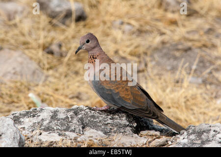 Laughing Dove (Spilopelia senegalensis) - Point d'Koinachas - Etosha National Park, Namibie, Afrique Banque D'Images