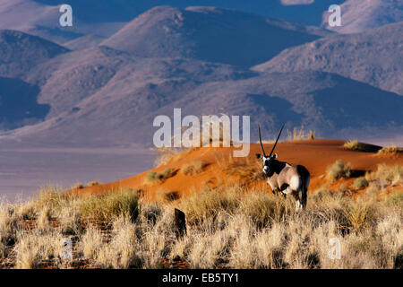 Gemsbok (Oryx gazella) dans Wolwedans NamibRand Nature Reserve - Paysage - Région Hardap, Namibie, Afrique Banque D'Images