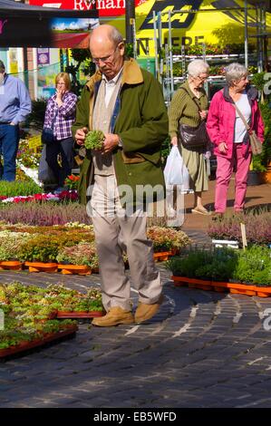 Old man looking at plants. Carlisle marché continental. Le centre-ville de Carlisle, Carlisle, Cumbria, England, UK. Banque D'Images