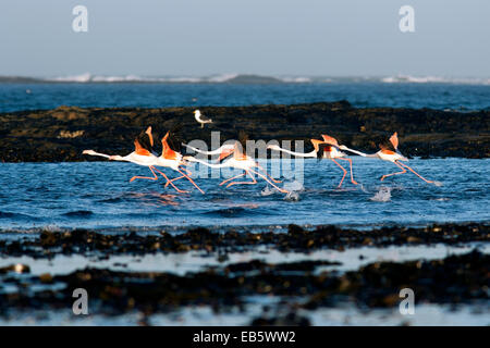 Plus de flamants roses (Phoenicopterus roseus) - Diaz Point - Luderitz, Namibie, Afrique Banque D'Images