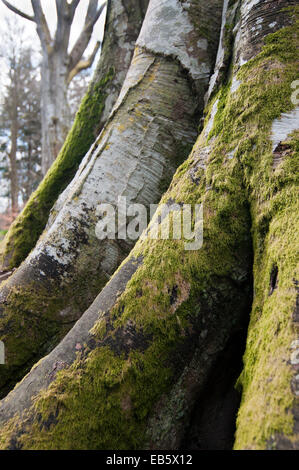 Moss (classe des psp) croissant sur les arbres de hêtre (fagus sylvatica) Banque D'Images