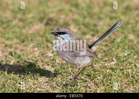 Superbe mâle immature Fairywren (Malurus cyaneus) Banque D'Images