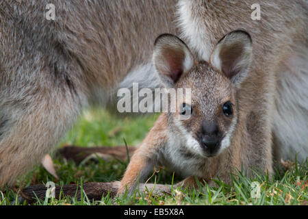 Les jeunes Red-necked Wallaby (Macropus rufogriseus) joey scrutant de sa poche protégée par sa mère Banque D'Images