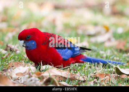 Crimson Rosella (Platycercus elegans) Banque D'Images