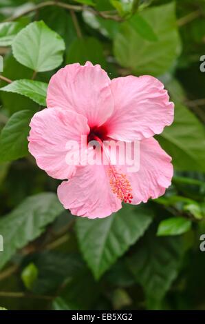 Hibiscus (hibiscus chinois rosa-sinensis) Banque D'Images