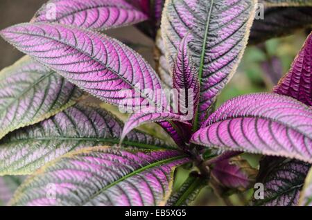 Bouclier perse (strobilanthes dyeriana) Banque D'Images