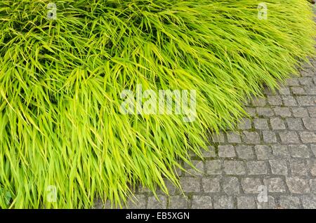 L'herbe de la forêt japonaise (hakonechloa macra) Banque D'Images