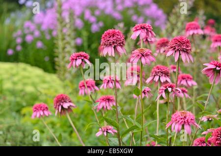 Pourpre (Echinacea purpurea 'razzmatazz') Banque D'Images