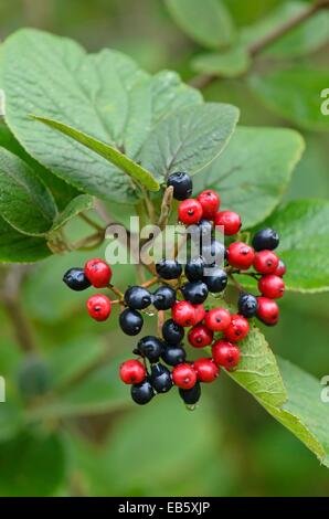 Wayfaring Tree (viburnum lantana) Banque D'Images