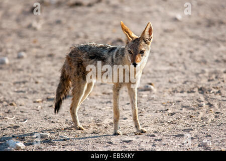 Le Chacal à dos noir (Canis mesomelas) - Etosha National Park - Namibie, Afrique Banque D'Images