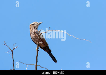 (Coracias naevius rouleau violet) - près de Parc National d'Etosha, Namibie, Afrique Banque D'Images