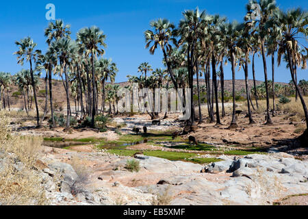 Palmiers Makalani (Hyphaene petersiana) dans le Damaraland - Namibie, Afrique Banque D'Images
