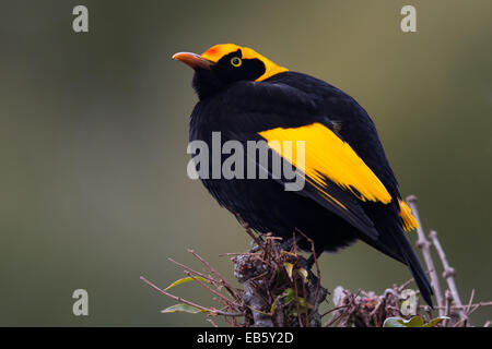 Homme Oiseau Regent (Sericulus chrysocephalus) Banque D'Images