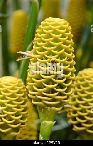 Ruche gingembre (zingiber spectabilis) Banque D'Images