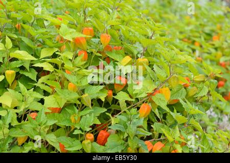 Lanterne chinoise (Physalis alkekengi) Banque D'Images