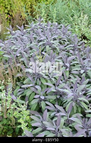 La sauge (Salvia officinalis 'Purpurascens') Banque D'Images